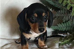 Adeline - puppy for sale