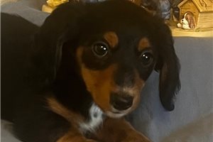 Maisie - puppy for sale