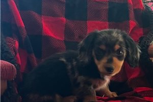 Zahara - puppy for sale