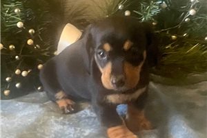 Charlize - Dachshund, Tweenie for sale