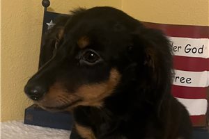 Elvis - Dachshund, Tweenie for sale