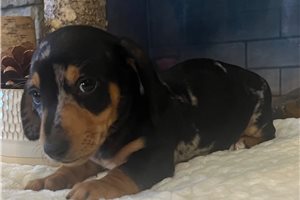 Zane - puppy for sale