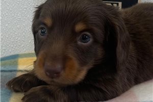 Aiden - puppy for sale