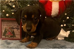 Clifford - Dachshund, Tweenie for sale