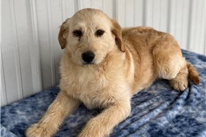 Remi - Labradoodle for sale