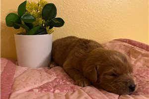 Gabriella - puppy for sale