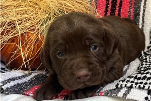 Sawyer - puppy for sale