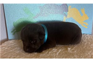 Eddy - puppy for sale