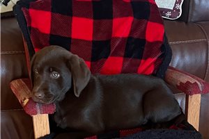 Sutton - puppy for sale