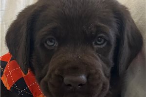 Sierra - puppy for sale