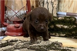 Echo - puppy for sale