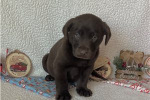 Foster - Labrador Retriever for sale