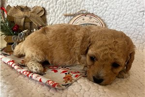 Alfred - Poodle, Miniature for sale