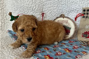 Alfie - Poodle, Miniature for sale