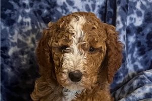 Charles - puppy for sale