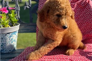 Benjamin - puppy for sale