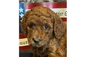 Bailey - puppy for sale