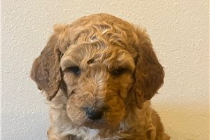 Burton - Poodle, Standard for sale