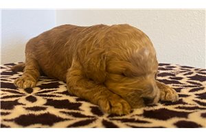 Colton - puppy for sale