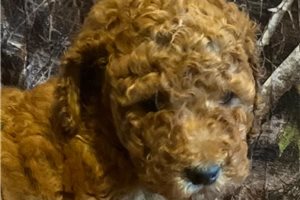 Brielle - puppy for sale