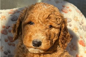 Alisa - puppy for sale