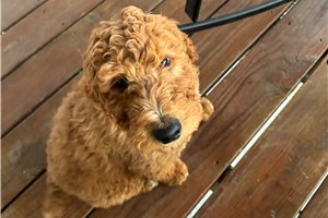 Annabelle - Poodle, Standard for sale