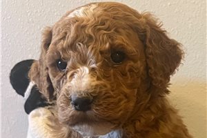 Brendon - Poodle, Standard for sale