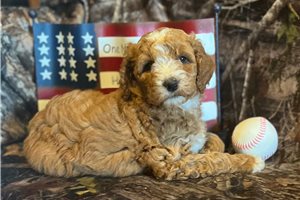 Bella - puppy for sale