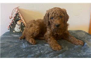 Basil - Poodle, Standard for sale