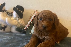 Barry - Poodle, Standard for sale
