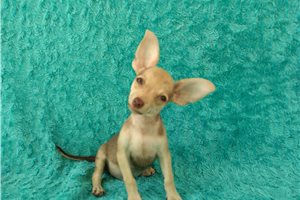 Leo - Chihuahua for sale