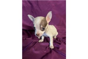 Javier - Chihuahua for sale