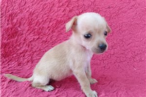Bubbles - Chihuahua for sale