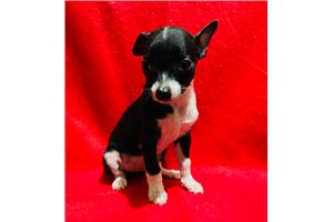 Addie - Chihuahua for sale