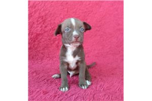 Harry - Chihuahua for sale