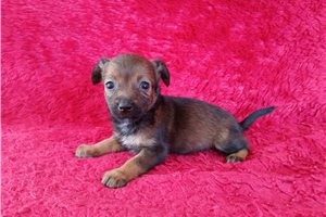 Pumpkin - Chihuahua for sale