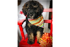 Gus - Bernedoodle, Mini for sale