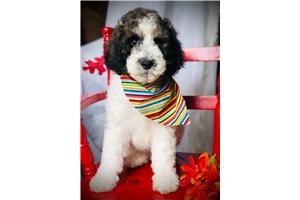 King Louie - Bernedoodle, Mini for sale