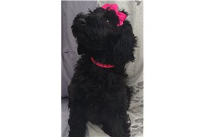 Dayanna - Goldendoodle for sale