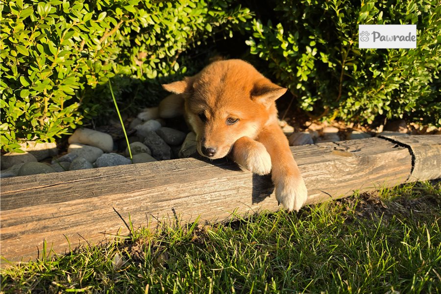 Zinnia - Shiba Inu for sale