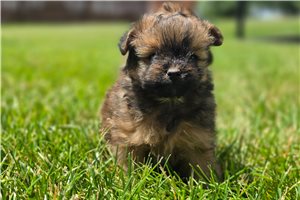 Norm - Poma-Poo - Pomapoo for sale