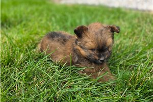 North - Poma-Poo - Pomapoo for sale