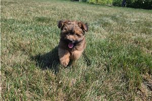 Norm - Poma-Poo - Pomapoo for sale