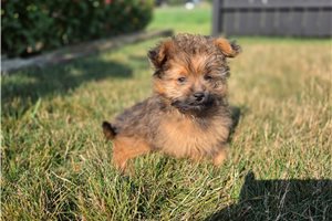 Norris - Poma-Poo - Pomapoo for sale