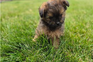 Norm - Poma-Poo - Pomapoo for sale