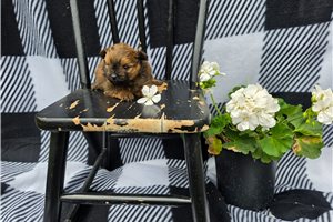 North - Poma-Poo - Pomapoo for sale