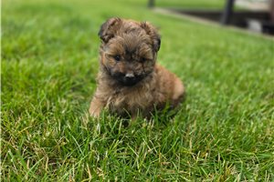 Norris - Poma-Poo - Pomapoo for sale