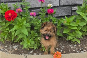 Norris - Poma-Poo - Pomapoo for sale