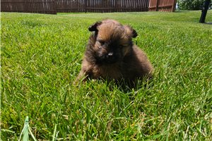 North - Poma-Poo - Pomapoo for sale