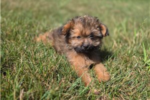 Norris - Poma-Poo - Pomapoo for sale